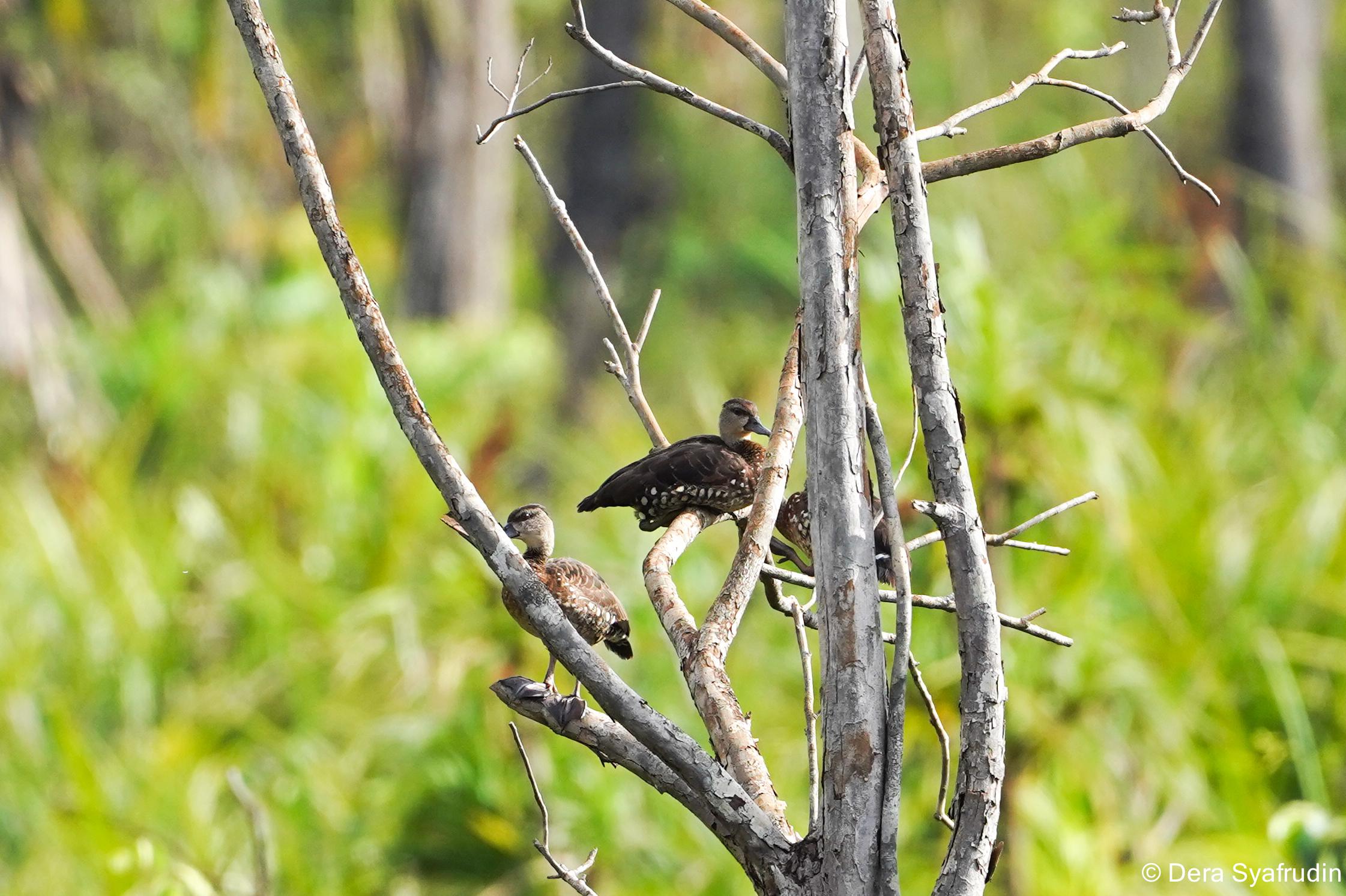Harita Nickel Strengthens Biodiversity Safeguards in Obi Through Monitoring and Education