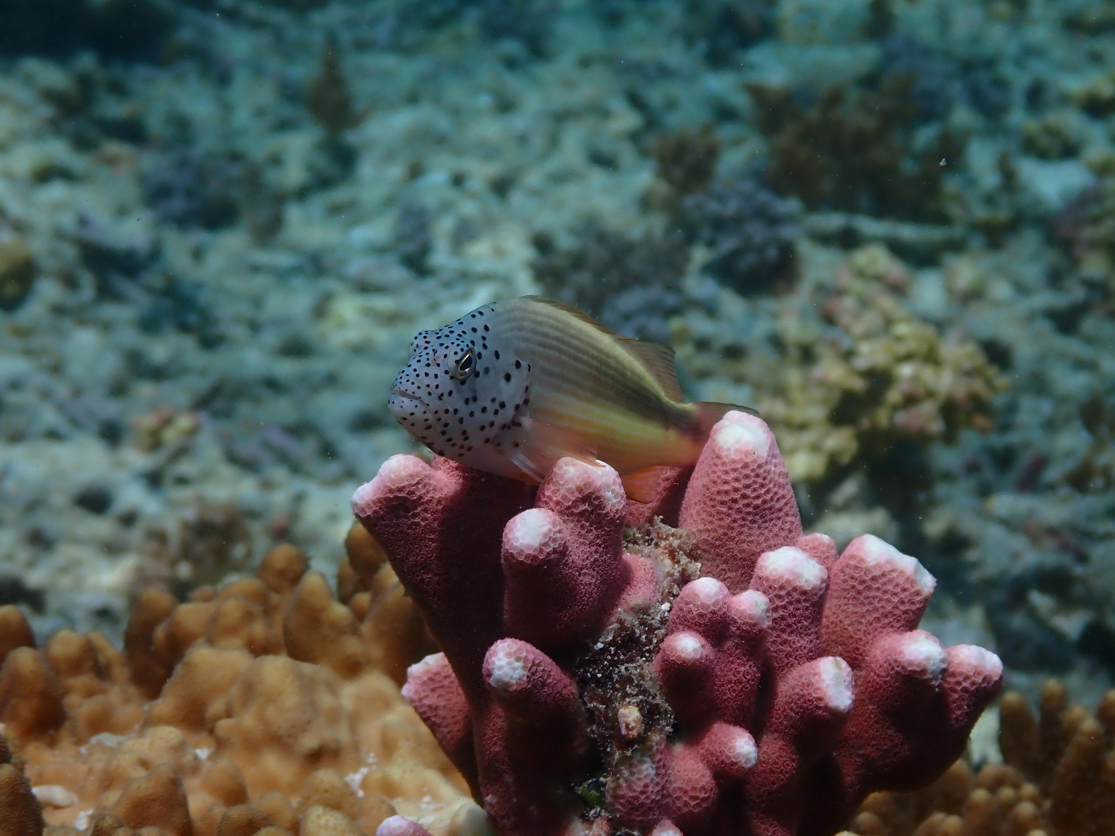 Is the Marine Biota in Obi Island Safe? This is What Oceanography Experts Say