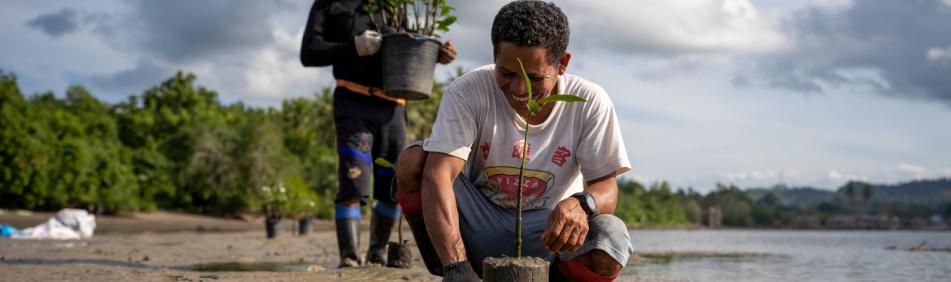 HARITA Nickel's Commitment to Mangrove Rehabilitation in South Halmahera, Improving Blue Carbon Absorption
